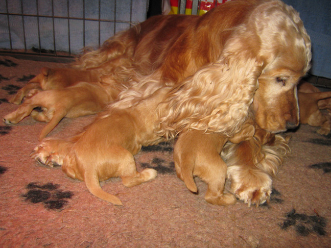 Dragongrdens Kennel